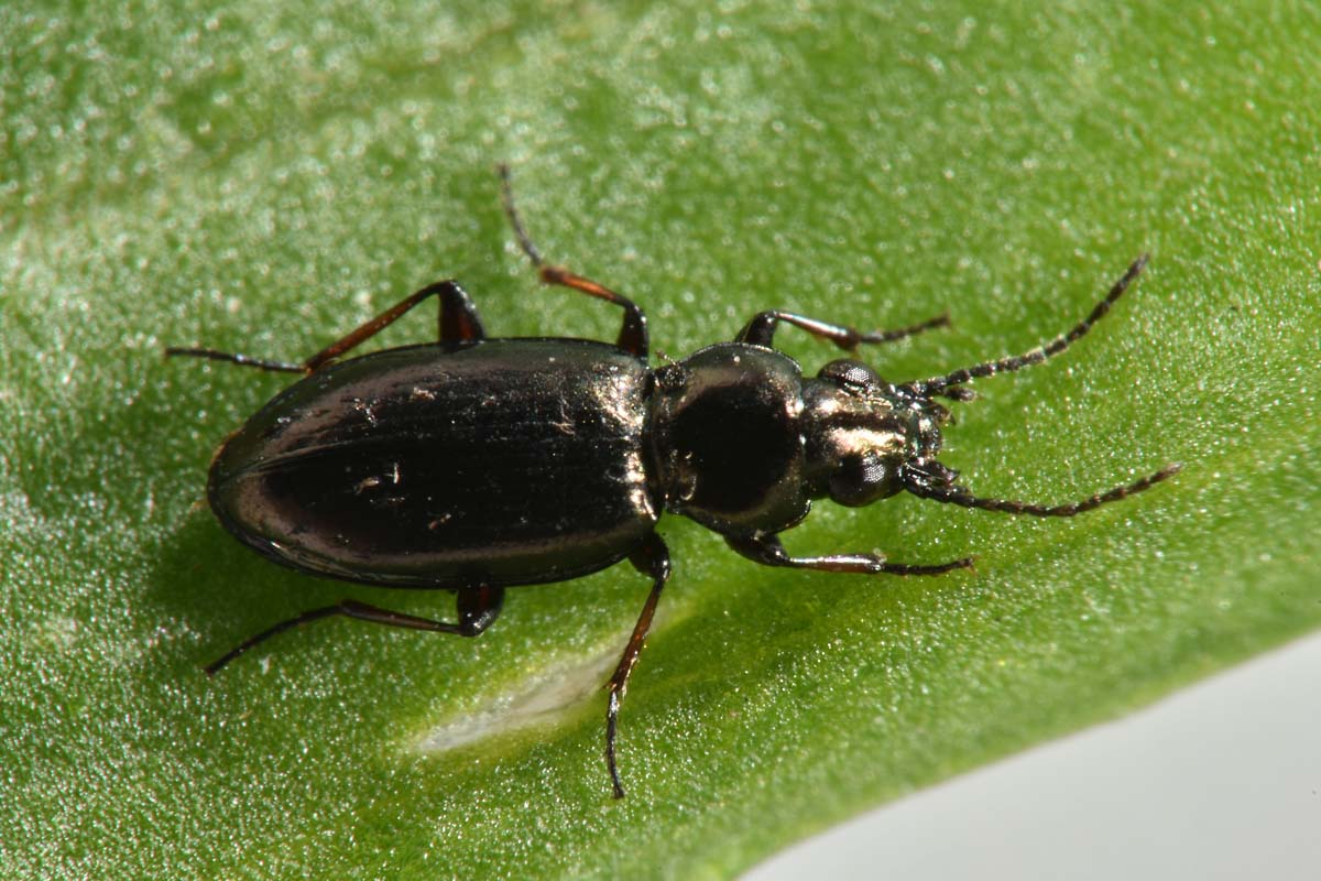 Avigliana, Lungo Dora: Carabidae lungo il fiume.